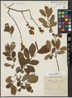 Foto von Salix aurita L.
